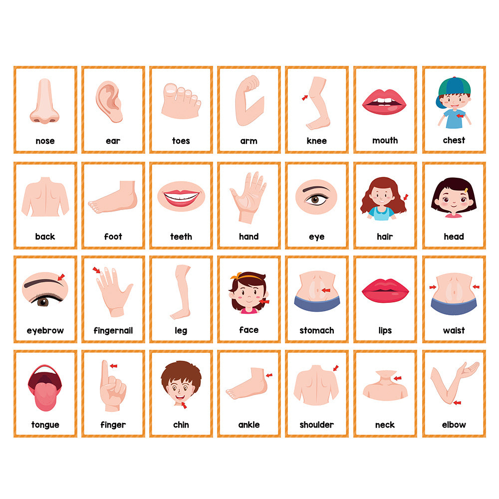 15 Cards 28 Words Youngsters English words Body Parts Cognitive Card learning Flash Cards for Youngsters Education Enlightenment English Learning Card